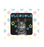 TENKOにゃんずฅ（個別スタンプ：5）
