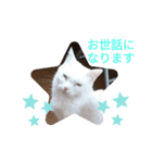 TENKOにゃんずฅ（個別スタンプ：6）