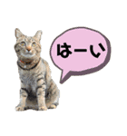 凸凹ファミリーの日常（個別スタンプ：3）