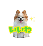 凸凹ファミリーの日常（個別スタンプ：11）