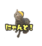 凸凹ファミリーの日常（個別スタンプ：12）