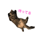 もことクウ（個別スタンプ：5）