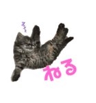 もことクウ（個別スタンプ：6）