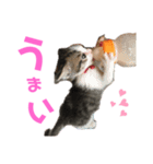 もことクウ（個別スタンプ：8）