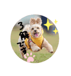 でかマルプー風花再び（個別スタンプ：4）