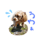 でかマルプー風花再び（個別スタンプ：15）