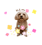 でかマルプー風花再び（個別スタンプ：16）