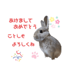 うさぎココちゃん2020（個別スタンプ：2）