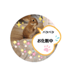 うさぎココちゃん2020（個別スタンプ：11）