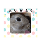 うさぎココちゃん2020（個別スタンプ：16）