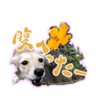 旅犬家のわんわんズ（個別スタンプ：5）