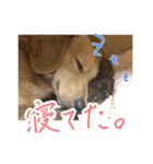 旅犬家のわんわんズ（個別スタンプ：6）