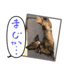 旅犬家のわんわんズ（個別スタンプ：13）