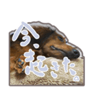 旅犬家のわんわんズ（個別スタンプ：19）