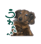 旅犬家のわんわんズ（個別スタンプ：21）