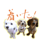 旅犬家のわんわんズ（個別スタンプ：31）