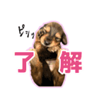 旅犬家のわんわんズ（個別スタンプ：32）