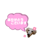 ★Mダックスアン君★スタンプ3 シンプル編（個別スタンプ：5）