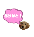 ★Mダックスアン君★スタンプ3 シンプル編（個別スタンプ：6）