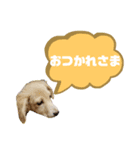 ★Mダックスアン君★スタンプ3 シンプル編（個別スタンプ：7）