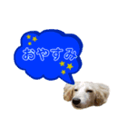 ★Mダックスアン君★スタンプ3 シンプル編（個別スタンプ：8）