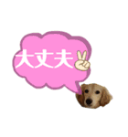 ★Mダックスアン君★スタンプ3 シンプル編（個別スタンプ：9）