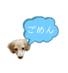 ★Mダックスアン君★スタンプ3 シンプル編（個別スタンプ：10）