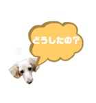 ★Mダックスアン君★スタンプ3 シンプル編（個別スタンプ：11）