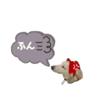 ★Mダックスアン君★スタンプ3 シンプル編（個別スタンプ：14）