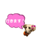 ★Mダックスアン君★スタンプ3 シンプル編（個別スタンプ：15）