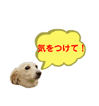 ★Mダックスアン君★スタンプ3 シンプル編（個別スタンプ：17）