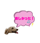 ★Mダックスアン君★スタンプ3 シンプル編（個別スタンプ：19）