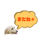 ★Mダックスアン君★スタンプ3 シンプル編（個別スタンプ：20）