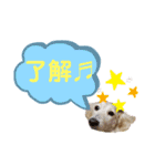 ★Mダックスアン君★スタンプ3 シンプル編（個別スタンプ：22）