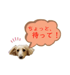 ★Mダックスアン君★スタンプ3 シンプル編（個別スタンプ：24）