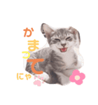 マメちゃんスタンプですョ（個別スタンプ：2）