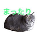 風太郎（個別スタンプ：1）