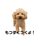 まいぺーす温情犬れお（個別スタンプ：1）