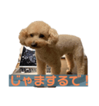 まいぺーす温情犬れお（個別スタンプ：3）