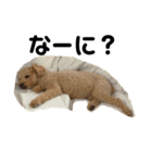 まいぺーす温情犬れお（個別スタンプ：4）