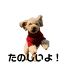 まいぺーす温情犬れお（個別スタンプ：5）