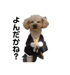 まいぺーす温情犬れお（個別スタンプ：7）