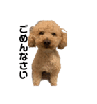 まいぺーす温情犬れお（個別スタンプ：8）