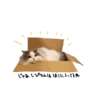 しぴたんのすたんぷだよ2（個別スタンプ：17）