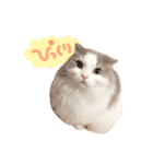 しぴたんのすたんぷだよ2（個別スタンプ：19）