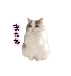 しぴたんのすたんぷだよ2（個別スタンプ：23）
