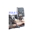 我が家の愛犬  アンジーとトム  02（個別スタンプ：1）