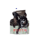 我が家の愛犬  アンジーとトム  02（個別スタンプ：2）