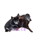 我が家の愛犬  アンジーとトム  02（個別スタンプ：3）