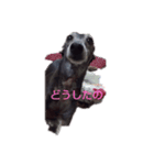 我が家の愛犬  アンジーとトム  02（個別スタンプ：4）